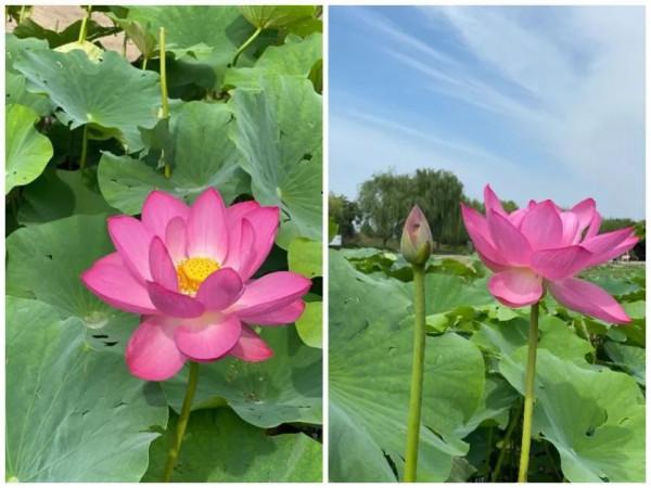 和乾隆來一場荷花之旅