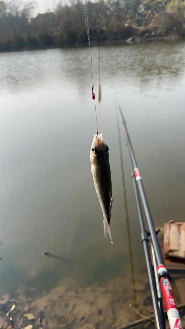 2022開杆記錄、期待今年的大鯽大鯉