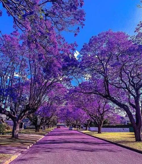 世界最美的路 浪漫藍花楹