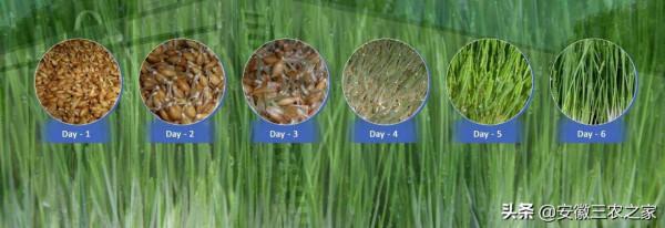 水培牧草的轉化率是95%,飼餵牛羊有哪些好處?很多人還不知道呢 水培牧草的轉化率是95%,飼餵牛羊有哪些好處?很多人還不知道呢