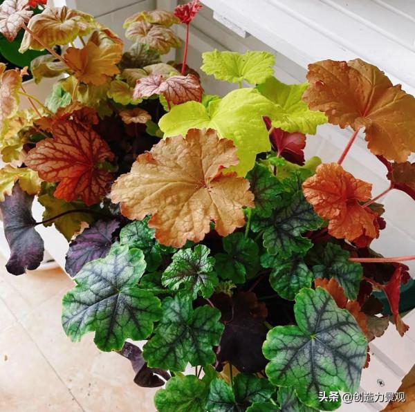 5平米的陽臺，改造之後種滿了花，居然可以美成這樣