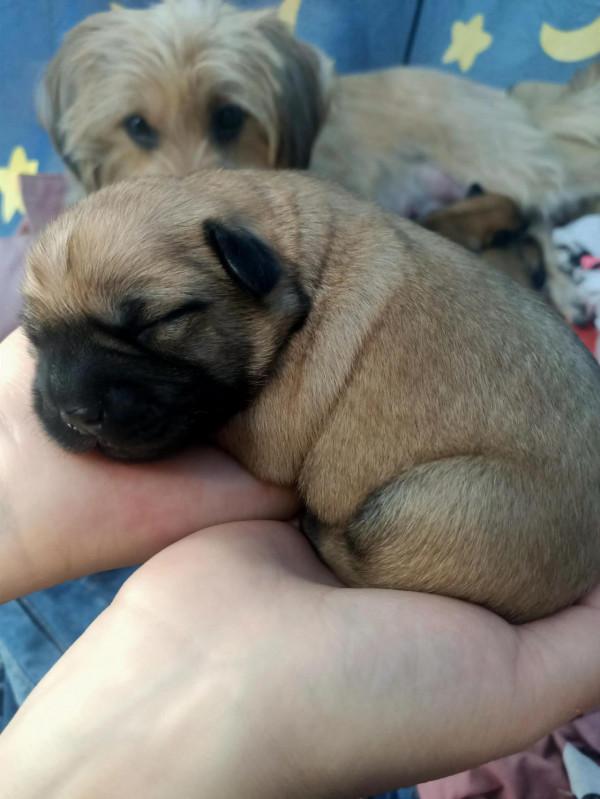 胖乎乎滴小崽崽