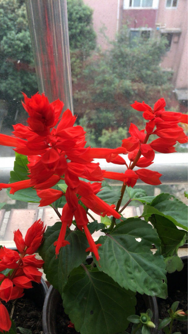 秋天常見的60種花，最全花卉圖譜，收藏起來慢慢看