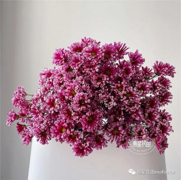 紅風車小菊 · 等風來