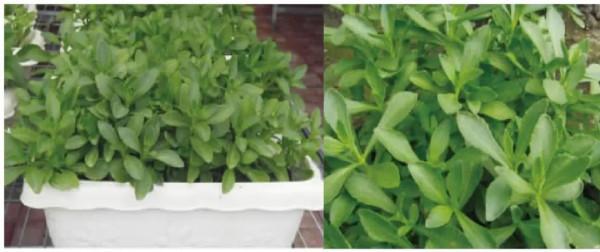 這些保健蔬菜的營養與栽培方法你都知道嗎？