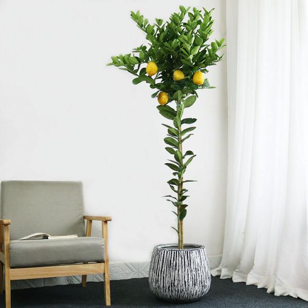 100種觀葉綠植,50種大型的,50種小型的,家裡沒有陽光也能養 100種觀葉綠植,50種大型的,50種小型的,家裡沒有陽光也能養