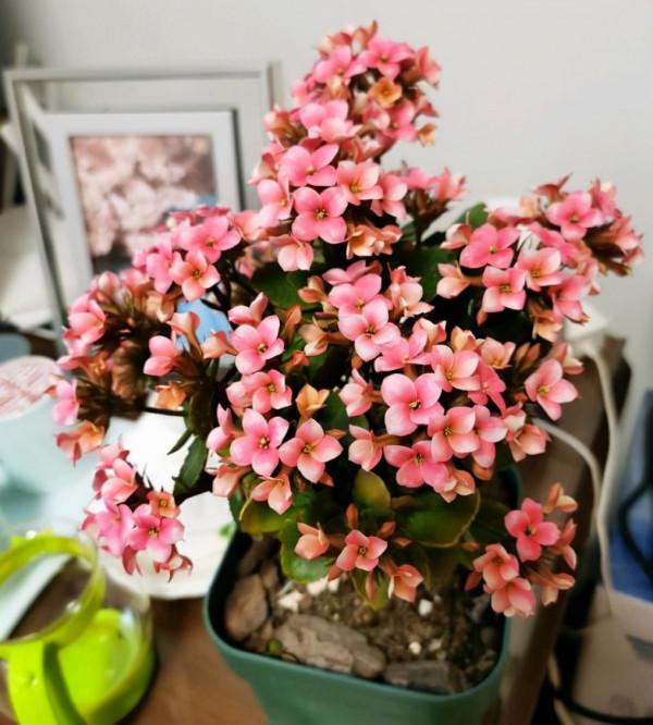 容易因多澆水而死的“10種花”，想要養好，管住手，少澆水