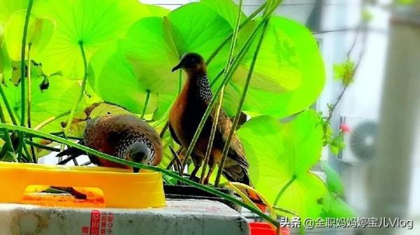 分享——35種罕見的鳥類