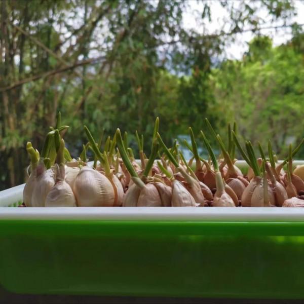 陽臺種這5種蔬菜，好養好吃易爆盆，一個冬天摘不完