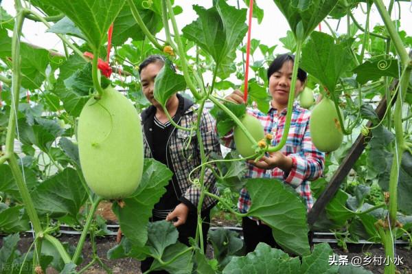用小蘇打種蔬菜防病又增產,自己在家就能配,一畝成本只要幾塊錢 用小蘇打種蔬菜防病又增產,自己在家就能配,一畝成本只要幾塊錢