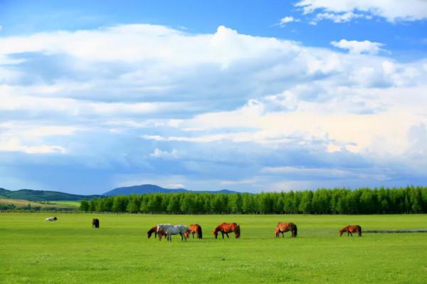 天蒼蒼 野茫茫 塞上草原秋色正好