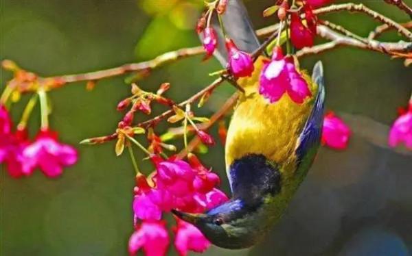 50只美麗的鳥兒，鳥語花香，鶯歌燕舞，真的太美了
