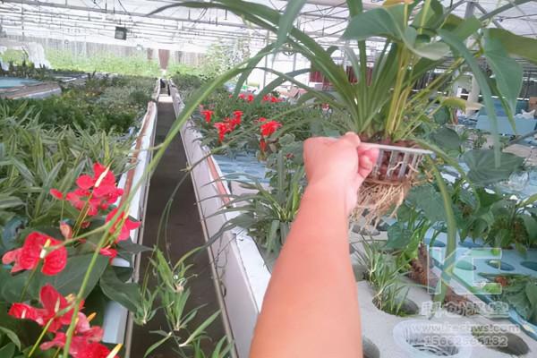 花卉無土栽培技術的應用 花卉無土栽培技術的應用