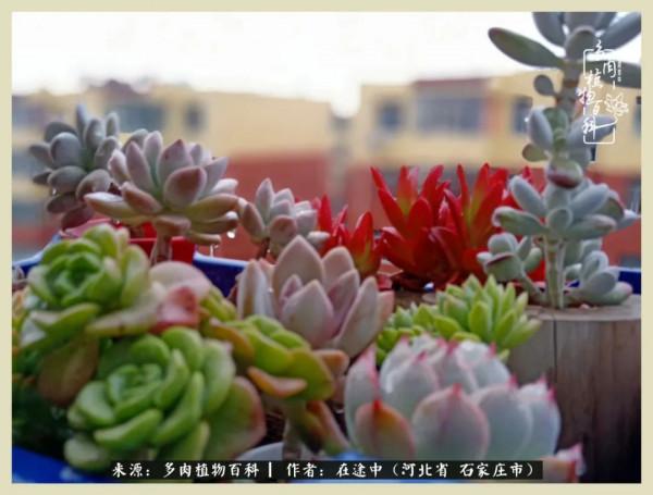 落葉知秋,願你安好 落葉知秋,願你安好