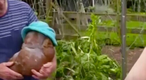 紐西蘭7.8公斤重土豆將進行DNA檢測