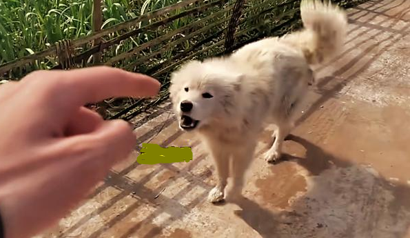 四川男子祖傳奇技,空中畫一個字指狗,狗就不敢咬人,秘訣揭曉 四川男子祖傳奇技,空中畫一個字指狗,狗就不敢咬人,秘訣揭曉