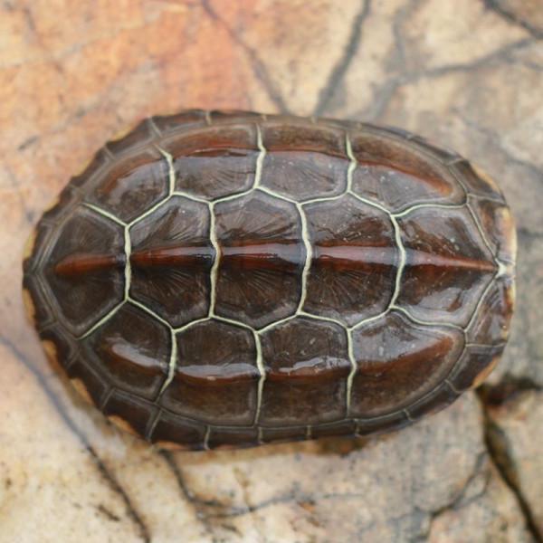 新手養烏龜應該注意什麼？該怎麼養？