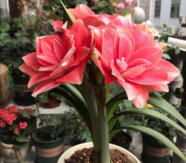 喜歡養花，不能少2種花，開出花朵碩大美麗，關鍵還好養