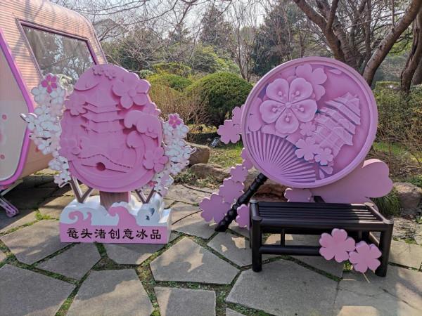 黿頭渚櫻花先睹為快