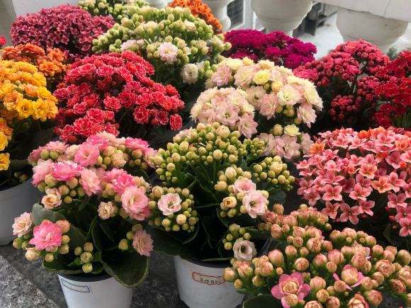 9種富貴花,長成老樁也要用“小盆”養,不然爛根又黃葉,難養好 9種富貴花,長成老樁也要用“小盆”養,不然爛根又黃葉,難養好