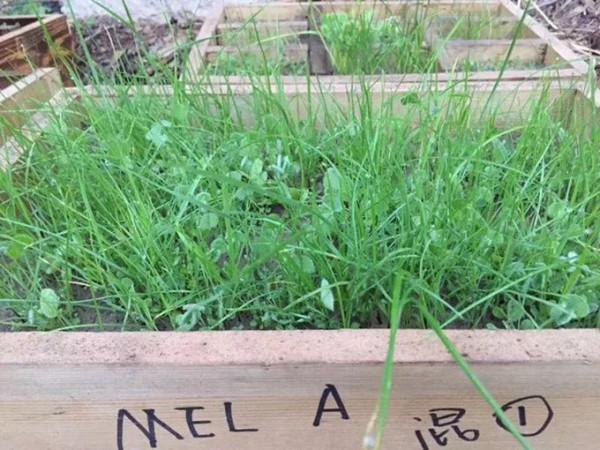 文化大使亞丁&OpenCurlyDoubleQuote;種草&rdquo;傳奇故事