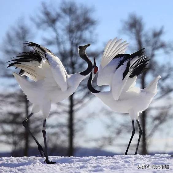 仙鶴飛天,驚豔絕倫實在太美了,難得一見 仙鶴飛天,驚豔絕倫實在太美了,難得一見