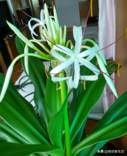 15種花有毒，家裡有老人、小孩、孕婦或寵物，要慎養