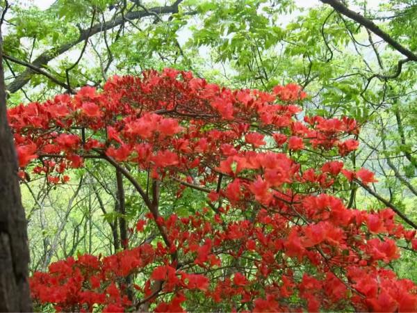 120000畝，河南這個第一大儲存很完好的原始森林，瀑布如霧似幻