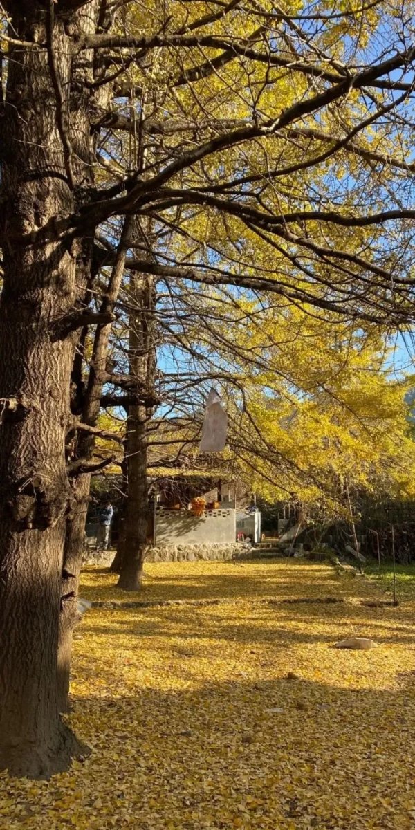 《12月限定丨國內旅行目的地指南》