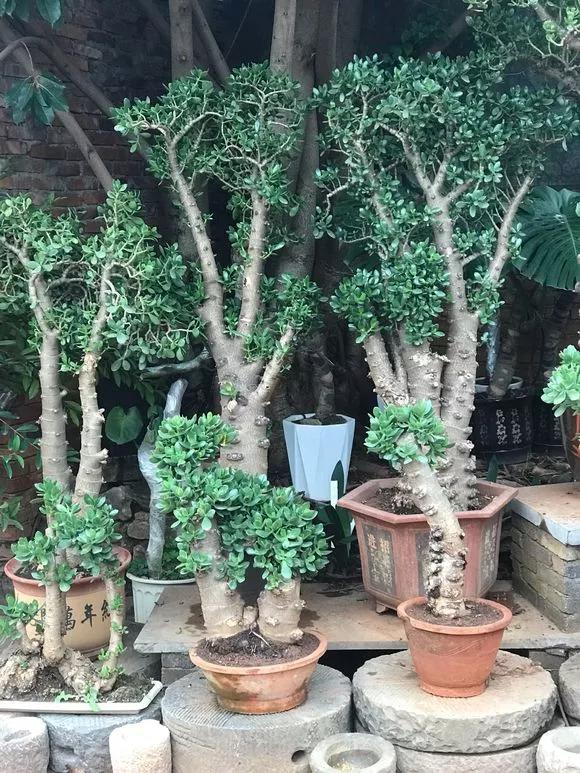 玉樹想“值錢”，全靠“會修剪”，長成百年大老樹，就靠3個要點