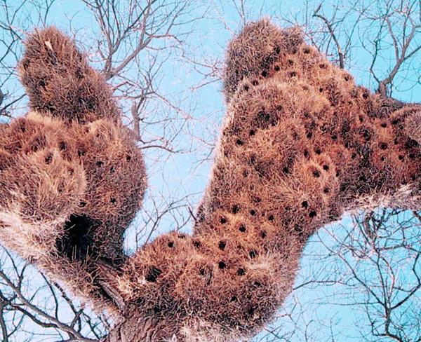 世界上第一大“鳥巢”，不在北京，而在非洲