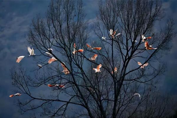 神奇動物在梯影！一起來抖音守護地球家園