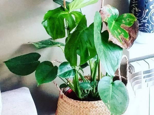 如何養好龜背竹？