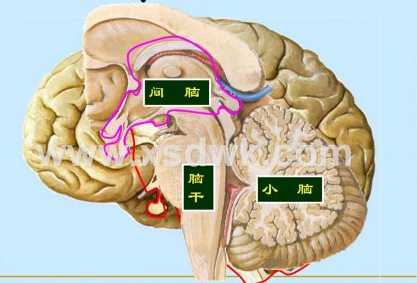 人腦和電腦哪個更厲害呢？用科學來解釋