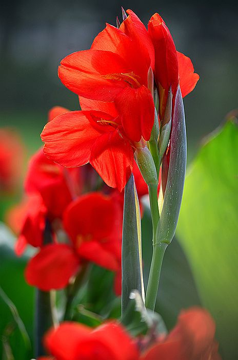 美人蕉,只開花,不結果 美人蕉,只開花,不結果