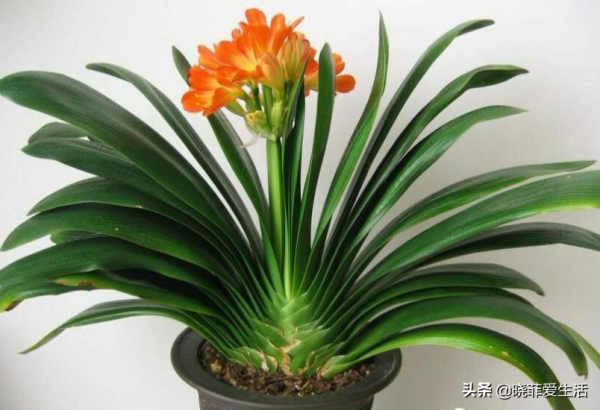 容易被水澆死的“14種花”，手太勤反而養不活