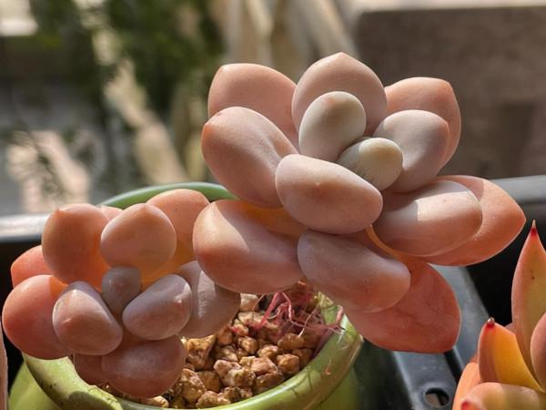 桃蛋加勞爾等於洛神，容易養成老樁，出狀態時顏色橙黃真漂亮