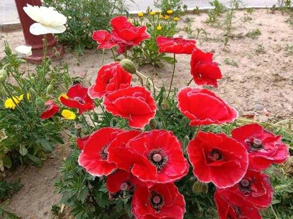 50種花春天播種，長滿小院子，能開一整年