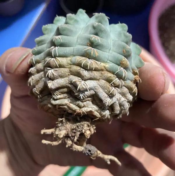 9種“懶人花”，適合小盆養，管得“少”一些，才能多開花