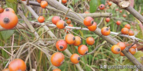 爺爺喜歡用“小果薔薇”煮水泡腳,這有啥妙用,囑咐要幫忙摘點 爺爺喜歡用“小果薔薇”煮水泡腳,這有啥妙用,囑咐要幫忙摘點