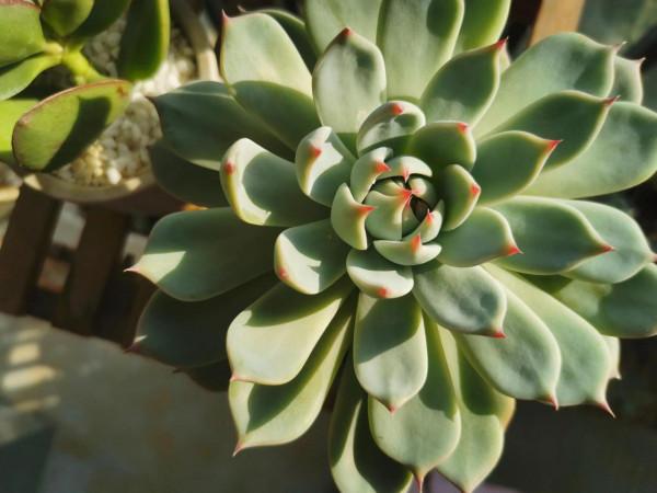 我的吉娃娃長成了大餅 我的吉娃娃長成了大餅