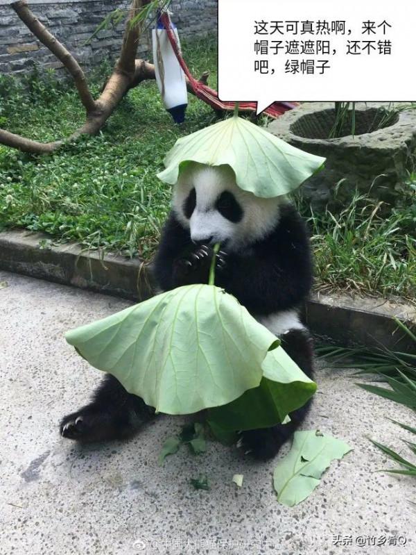 可愛又呆萌的國寶熊貓誰不喜歡