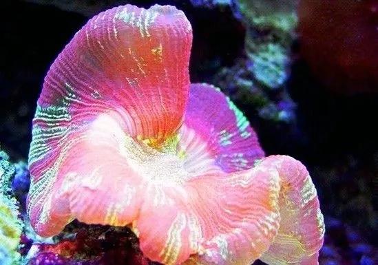 海底世界一一珊瑚媚