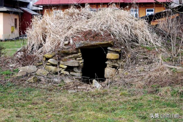 生薑種子窖藏:不凍不腐保溫保溼,翌年播種發芽率95%以上 生薑種子窖藏:不凍不腐保溫保溼,翌年播種發芽率95%以上
