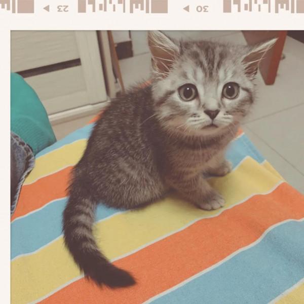 養貓日記 我的狗兒子 養貓日記 我的狗兒子