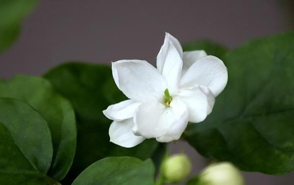 茉莉花冬天想要不怕凍,秋天養“壯”它很關鍵,基礎措施瞭解一下 茉莉花冬天想要不怕凍,秋天養“壯”它很關鍵,基礎措施瞭解一下