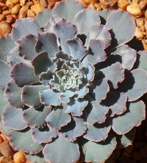 巨貨多肉,晚霞 Echeveria Afterglow 巨貨多肉,晚霞 Echeveria Afterglow