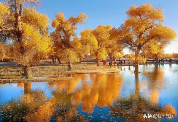 額濟納這些最美秋色,今年看不到了,來年你要去嗎? 額濟納這些最美秋色,今年看不到了,來年你要去嗎?