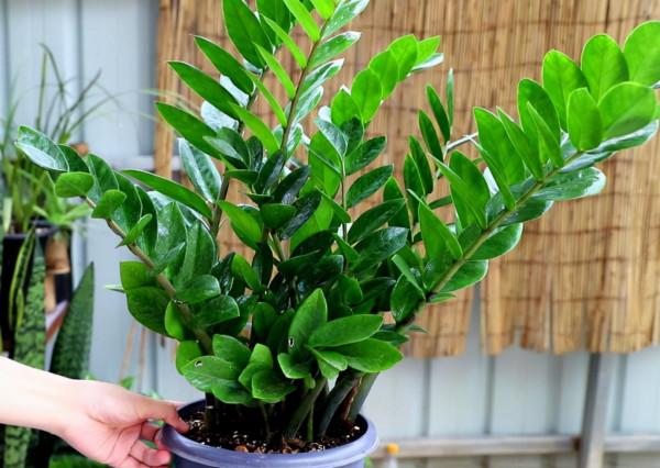 5種“懶人花”適合客廳養，怎麼折騰也不死，越是“賤養”越爆棚