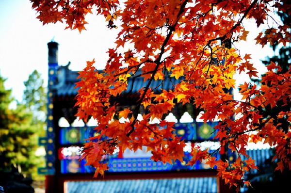 中國賞秋第一聖地：香山。是否名副其實？